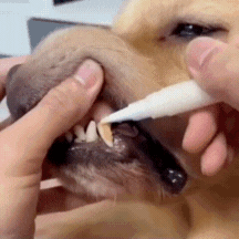 FurrySmile - Cepillo Dental Para Perros Y Gatos