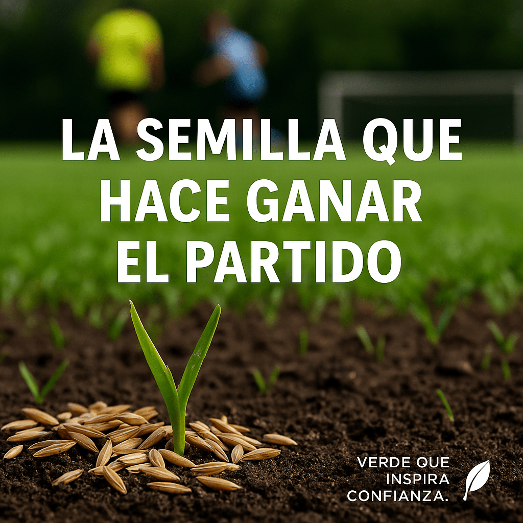 🌱 Semillas de césped enano perenne🌱 ultimas unidades🔥| Crea tu césped perfecto aquí 🌼